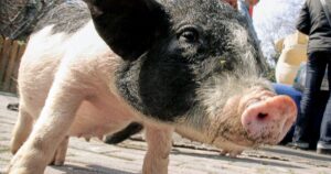 Chinese researchers announce successful liver transplants from pigs into brain