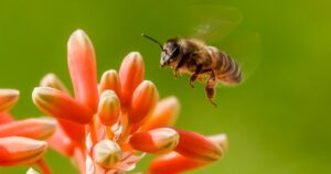 Experts predict significant decline in bee populations by 2025