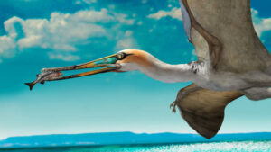 Fossils of miyashita from 147 million years ago found in