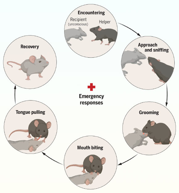 Lab Mouse witnessed him cheering for his unconscious companion Lab mouse witnessed him cheering for his unconscious companion