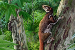 Mixedectes pungens: an enigmatic mammal of the early ale holocene