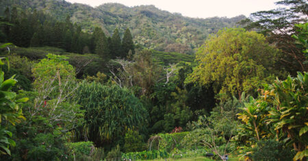 Nature is Medicine at This Hawaii Clinic Nature is medicine at this hawaii clinic