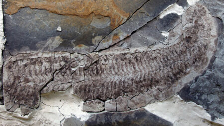New species of ordovician arthropods discovered by paleontologists