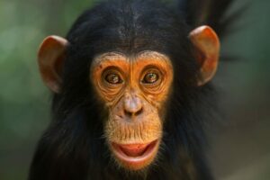 New study reveals differences between your brain and chimpanzees