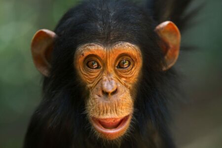 New study reveals differences between your brain and chimpanzees