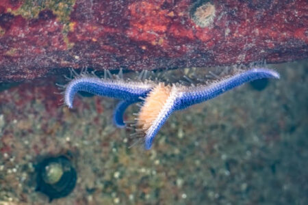 New research reveals ancient evolutionary origins of appetite controlled neurohormones