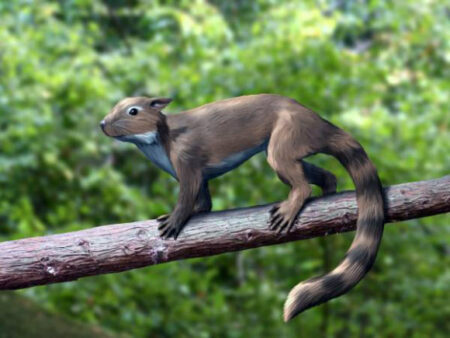 New research suggests early mammals possessed dark, dim greyish brown