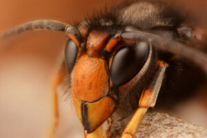 New research uncovers asian hornets preying on nearly 1,500 invertebrate