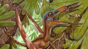 New species of miyashita found in china: darwinopterus camposi