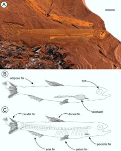 Opportunistic miocene freshwater fish fed on cyclic basement diet