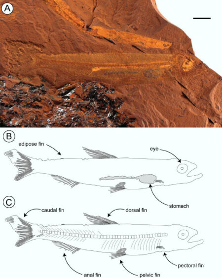 Opportunistic Miocene freshwater fish fed on cyclic basement diet Opportunistic miocene freshwater fish fed on cyclic basement diet