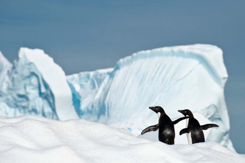 Outbreak of h5n1 virus causing bird deaths in antarctica