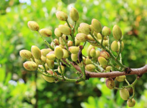 Pistachio genome sequenced by scientists