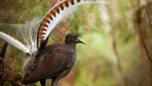 Researchers have identified the invertebrate prey of the impressive reelbird