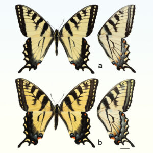 Scientists Discover A Mysterious New Butterfly Species In North America