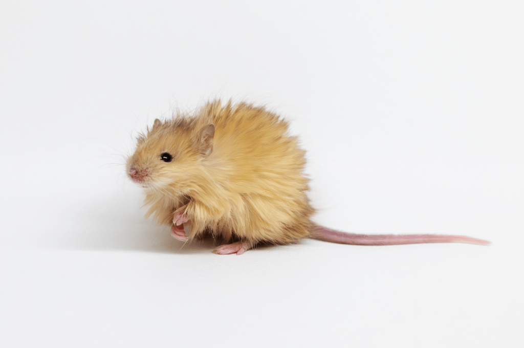 Scientists resurrect woolly mammoths with genetic technology and call them “mice” Scientists resurrect woolly mammoths with genetic technology and call them