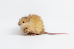 Scientists resurrect woolly mammoths with genetic technology and call them