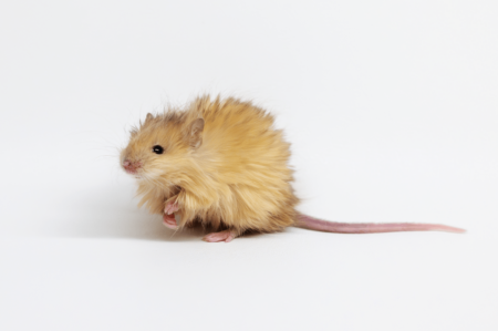 Scientists resurrect woolly mammoths with genetic technology and call them