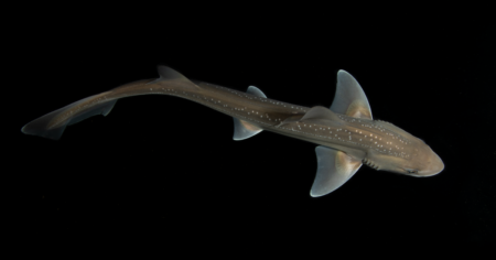 Shark sounds captured in groundbreaking recording