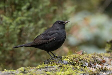 The death of a blackbird highlights the looming danger of