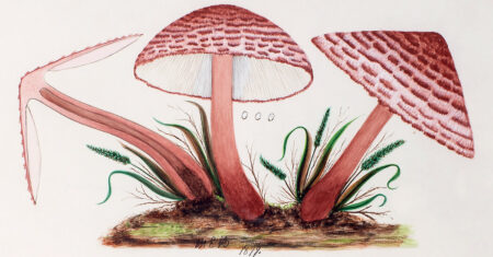 The fungal pioneer: a life exhibition