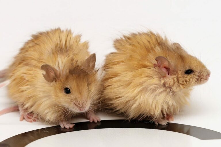 The authenticity of “Wool Mammoth Mouse” poses a significant ethical dilemma The authenticity of "wool mammoth mouse" poses a significant ethical
