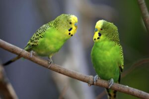 The budgie's brain contains a cognitive map of human like vocal