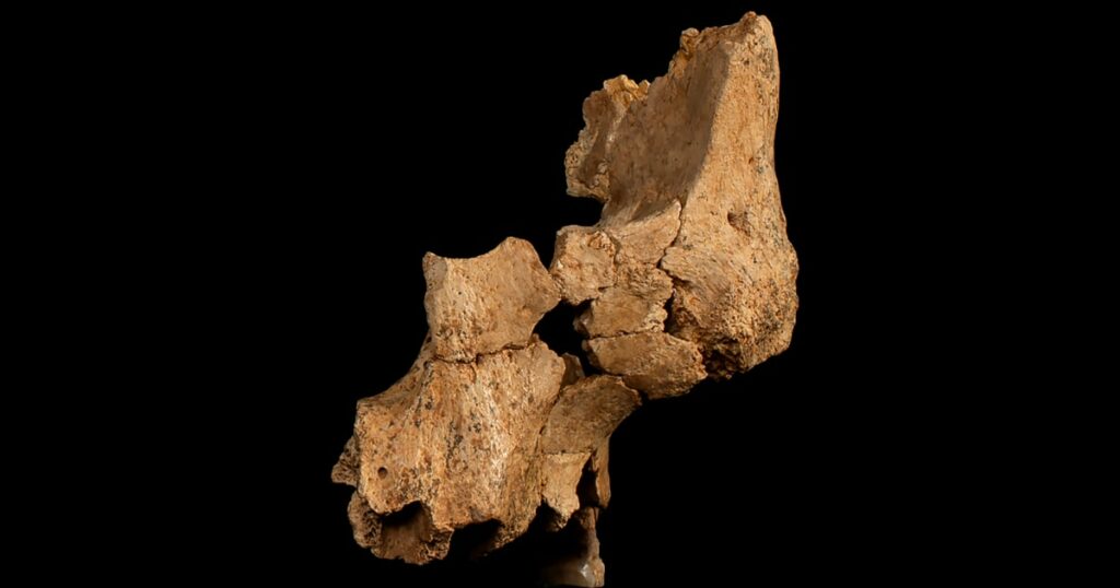 The oldest human ancestors in Western Europe found: Fossilized face fragments. The oldest human ancestors in western europe found: fossilized face