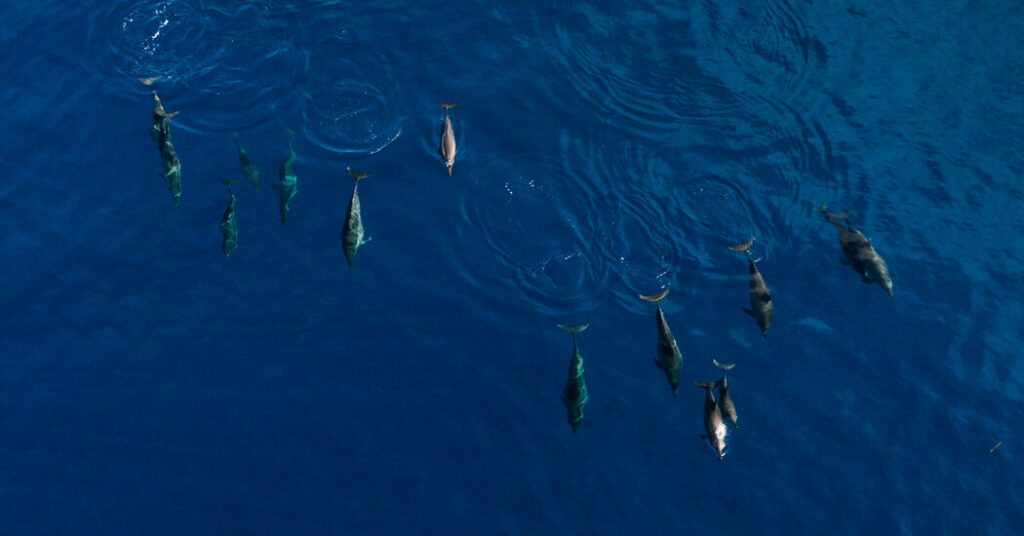 The reasons behind the islanders' dolphin hunting practices