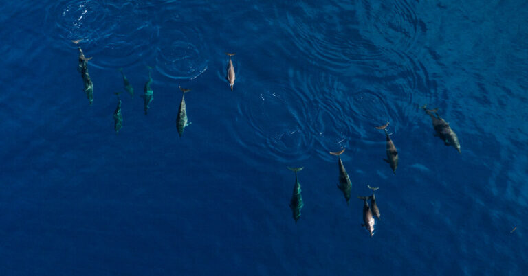 The reasons behind the islanders' dolphin hunting practices