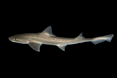 The sharks never stay quiet