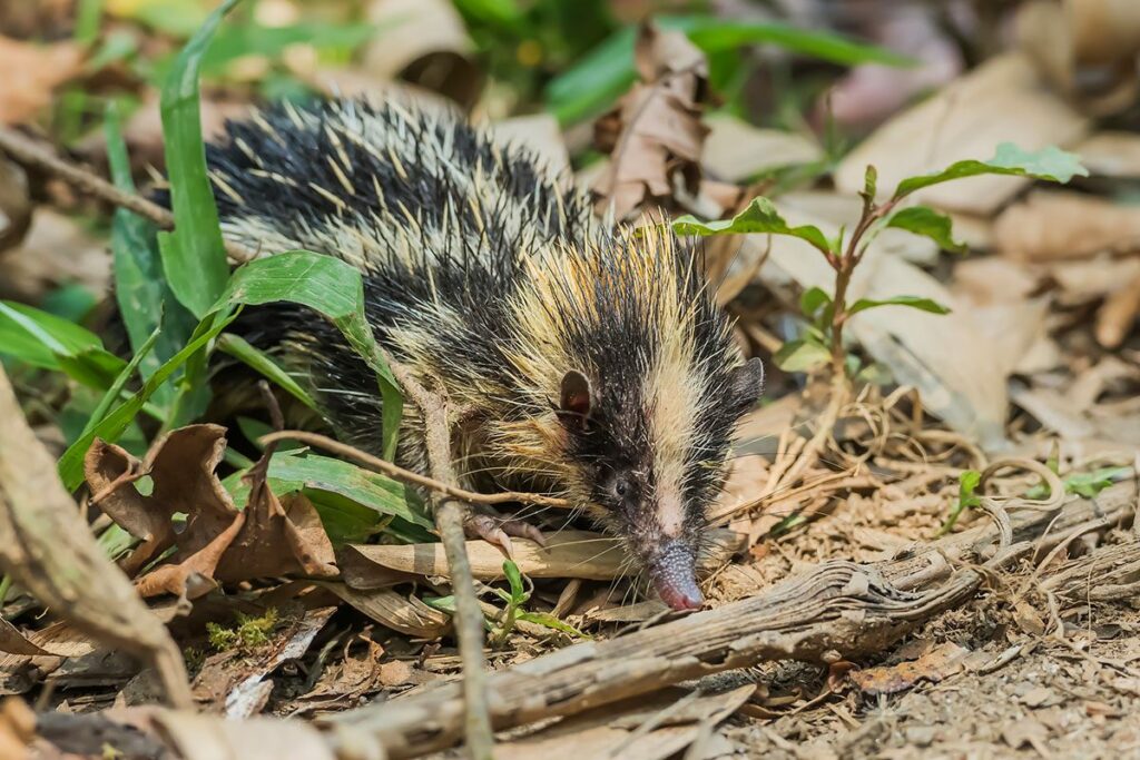 This unusual spiked mammal is like a real life pokemon