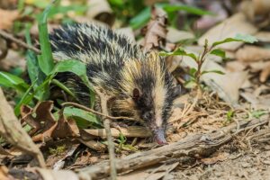 This unusual spiked mammal is like a real life pokemon