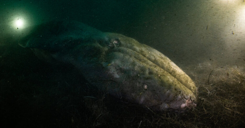 A Diver Explores a Stranded Whale, Only to Discover It Has Vanished Upon His Return. A diver explores a stranded whale, only to discover it
