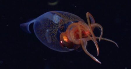 A Giant Squid Captured on Video for the First Time Swimming Almost 2,000 Feet Below the Ocean’s Surface A giant squid captured on video for the first time