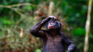 A recent study reveals that bonovo call displays signs of