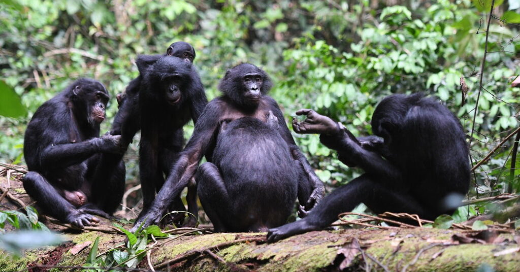 Although these apes are patriarchs, they are not peaceful.