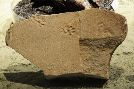 Ancient 29 million year old footprints of a 'saber toothed cat' found in oregon
