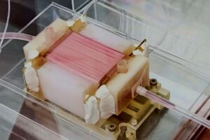 Artificial capillaries could improve texture of lab grown chicken