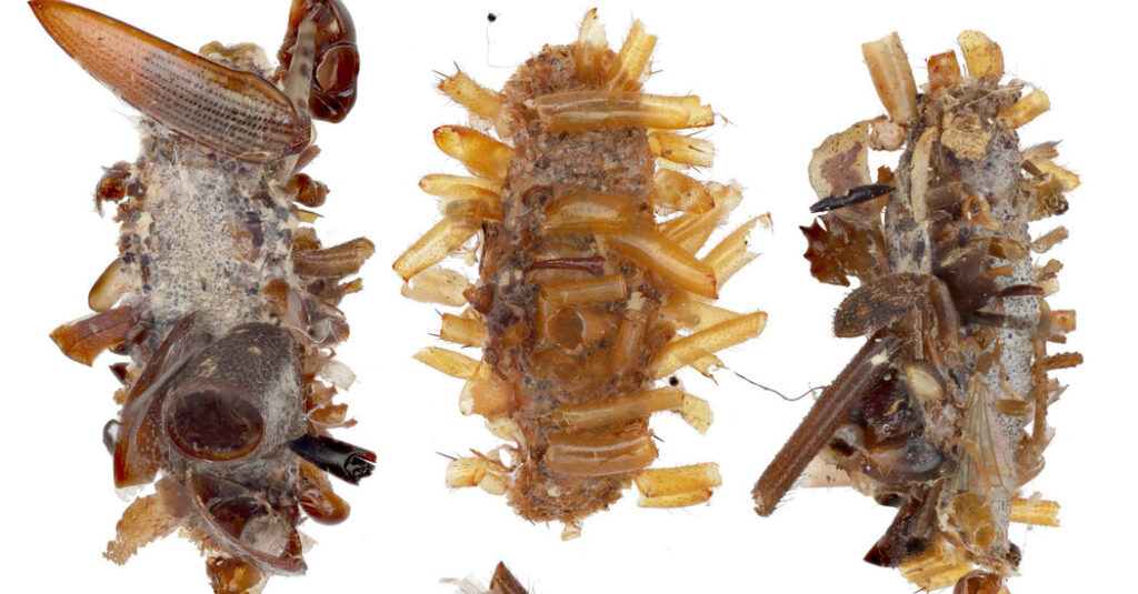 Bone collector caterpillars: not just playing with their food, they're