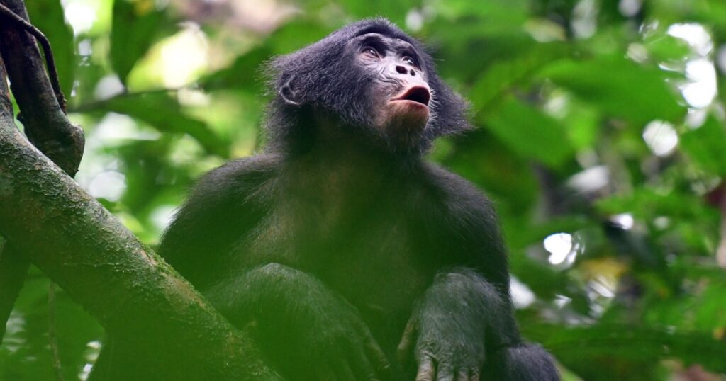 Bonobo footsteps and vocalizations suggest advanced communication, scientists find