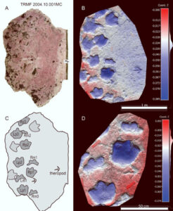Discovery of a 100 million year old armored dinosaur's footprints