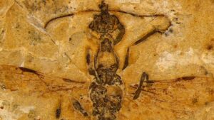 Discovery of fossils of 113 million fiery ants in brazil
