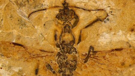 Discovery of fossils of 113 million fiery ants in Brazil Discovery of fossils of 113 million fiery ants in brazil