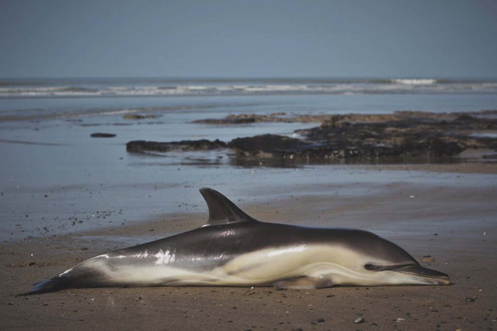 Dolphins on the brink of death from banned toxic chemicals