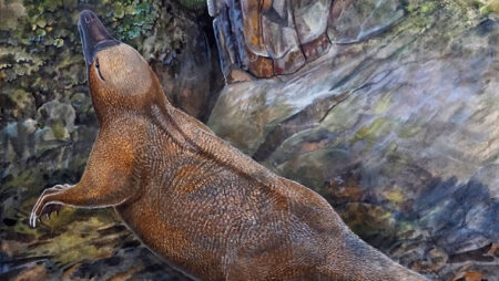 Early monotonicity: a semi quantitative discovery by paleontologists