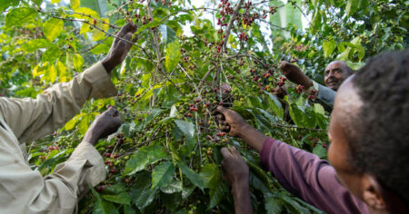 European union regulations on deforestation are causing chaos for coffee