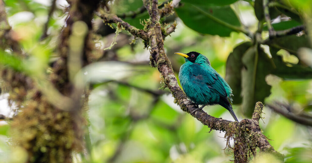 Explore remarkable wildlife of the panama canal