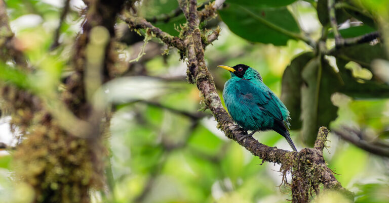 Explore Remarkable Wildlife of the Panama Canal Explore remarkable wildlife of the panama canal