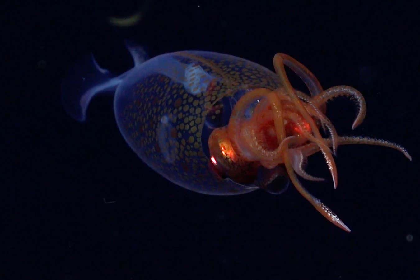 First verified photo of a colossal squid in the ocean